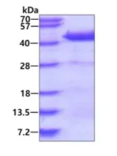 SDS-PAGE - Recombinant Human DNAJB4 protein (His tag N-Terminus) (AB139625)