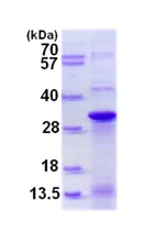 SDS-PAGE - Recombinant Human DNAJC12 protein (His tag N-Terminus) (AB130036)