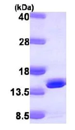 SDS-PAGE - Recombinant Human DNAJC19 protein (DDDDK tag N-Terminus + His tag N-Terminus) (AB104153)