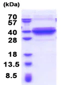 SDS-PAGE - Recombinant Human DNALI1 protein (His tag N-Terminus) (AB176067)