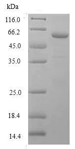 SDS-PAGE - Recombinant Human DNase gamma protein (Tagged) (AB238220)