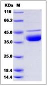 SDS-PAGE - Recombinant Human DNase I protein (His tag) (AB276591), expandable thumbnail