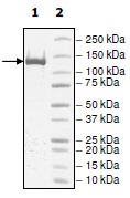 SDS-PAGE - Recombinant human Dnmt1 protein (AB198109), expandable thumbnail
