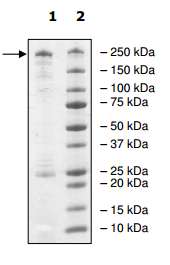 Recombinant Human Dnmt1 protein