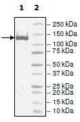 SDS-PAGE - Recombinant human Dnmt1 protein (His-DDDDK tag N-Terminus) (AB198109)