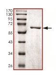 SDS-PAGE - Recombinant Human Dnmt2 protein (AB136359), expandable thumbnail