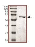 SDS-PAGE - Recombinant Human Dnmt2 protein (AB136359)
