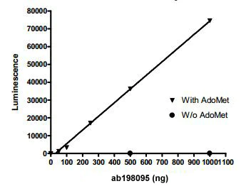 Functional Studies - Recombinant human DNMT3A + DNMT3L protein (AB198095)