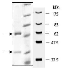 SDS-PAGE - Recombinant human DNMT3A + DNMT3L protein (AB198095)