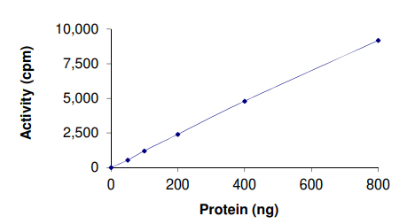 Recombinant human Dnmt3a protein