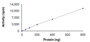 Functional Studies - Recombinant human Dnmt3a protein (AB170408)