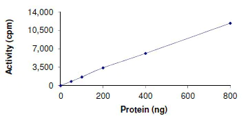 Functional Studies - Recombinant human Dnmt3a protein (AB170408)