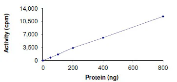 Functional Studies - Recombinant human Dnmt3a protein (AB170408)