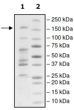 SDS-PAGE - Recombinant Human Dnmt3a protein (GST tag N-Terminus) (AB198118)