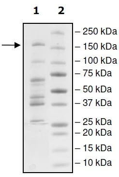 SDS-PAGE - Recombinant Human Dnmt3a protein (Tagged) (AB198118)