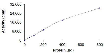 Functional Studies - Recombinant human Dnmt3b protein (AB170410)