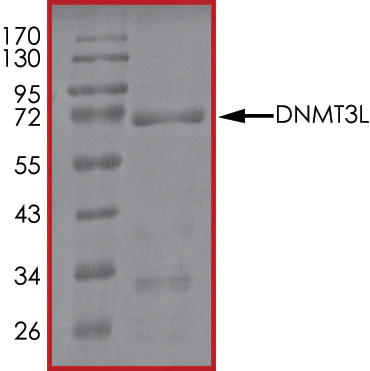 SDS-PAGE - Recombinant human Dnmt3L protein (AB170406)