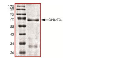 SDS-PAGE - Recombinant human Dnmt3L protein (AB170406), expandable thumbnail