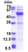 SDS-PAGE - Recombinant Human Dnmt3L protein - BSA and Azide free (His tag N-Terminus) (AB180335)
