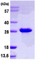 Recombinant Human dNT-2 protein