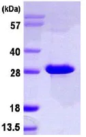Functional Studies - Recombinant Human dNT-2 protein (AB113140)