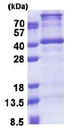 SDS-PAGE - Recombinant Human DNTTIP1/TDIF1 protein (His tag N-Terminus) (AB171701)