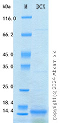SDS-PAGE - Recombinant Human Doublecortin Protein Standard (His tag) (AB316483), expandable thumbnail