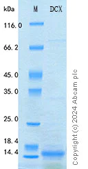 SDS-PAGE - Recombinant Human Doublecortin Protein Standard (His tag) (AB316483)