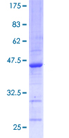 SDS-PAGE - Recombinant Human DPD protein (AB114584)
