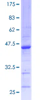 SDS-PAGE - Recombinant Human DPD protein (GST tag N-Terminus) (AB114584)