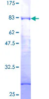 SDS-PAGE - Recombinant Human DPF2/REQ protein (AB159327)