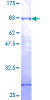 SDS-PAGE - Recombinant Human DPF2/REQ protein (GST tag N-Terminus) (AB159327)