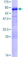 SDS-PAGE - Recombinant Human DPH2 protein (GST tag N-Terminus) (AB158306)