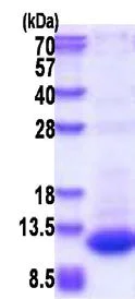 SDS-PAGE - Recombinant Human DPH3P1 protein (His tag N-Terminus) (AB177714)