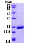 SDS-PAGE - Recombinant Human DPL protein (AB139778), expandable thumbnail