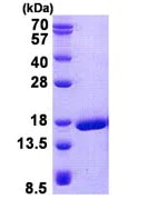 SDS-PAGE - Recombinant Human DPL protein (His tag N-Terminus) (AB139778)
