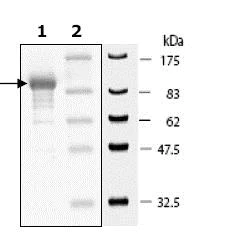 SDS-PAGE - Recombinant human DPP3 protein (AB79652)
