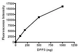 Functional Studies - Recombinant human DPP3 protein (GST tag N-Terminus) (AB79652)