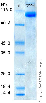 SDS-PAGE - Recombinant Human DPP4 (CD26) Protein Standard (His tag) (AB316589)