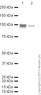 Western blot - Recombinant human DPP4 protein (AB79138), expandable thumbnail