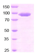SDS-PAGE - Recombinant human DPP4 protein (AB79138)
