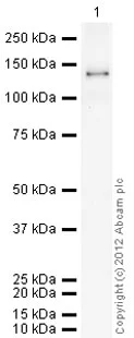 Western blot - Recombinant human DPP8 protein (GST tag N-Terminus + His tag N-Terminus) (AB79662)