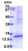 SDS-PAGE - Recombinant Human Dppa5 protein (denatured) (His tag N-Terminus) (AB187611)