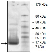 SDS-PAGE - Recombinant Human DPY30 protein (His tag N-Terminus) (AB135020)