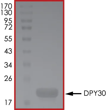 SDS-PAGE - Recombinant Human DPY30 protein (His tag N-Terminus) (AB268448)