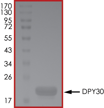 SDS-PAGE - Recombinant Human DPY30 protein (Tagged-His Tag) (AB268448)
