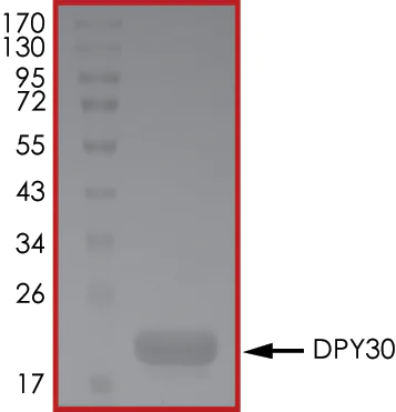 SDS-PAGE - Recombinant Human DPY30 protein (Tagged-His Tag) (AB268448)