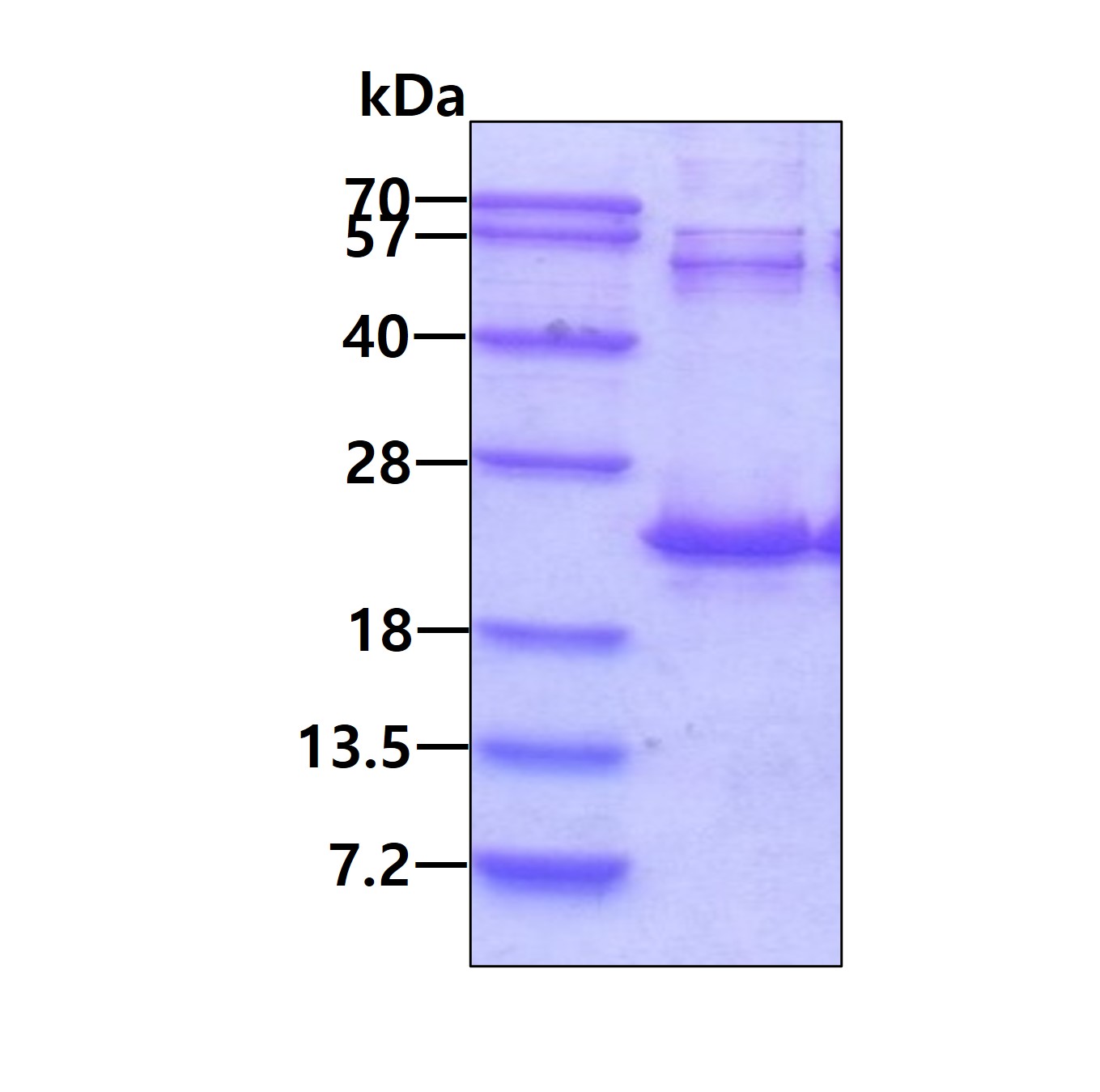 SDS-PAGE - Recombinant Human DR1 protein (AB98246)