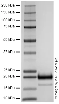 SDS-PAGE - Recombinant Human DR4 protein (AB288821)