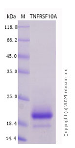 SDS-PAGE - Recombinant Human DR4 Protein Standard (AB316552), expandable thumbnail
